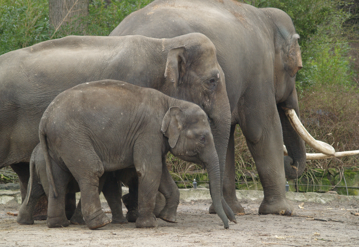 Asian elephants (Elephas maximus), 2008-03-01