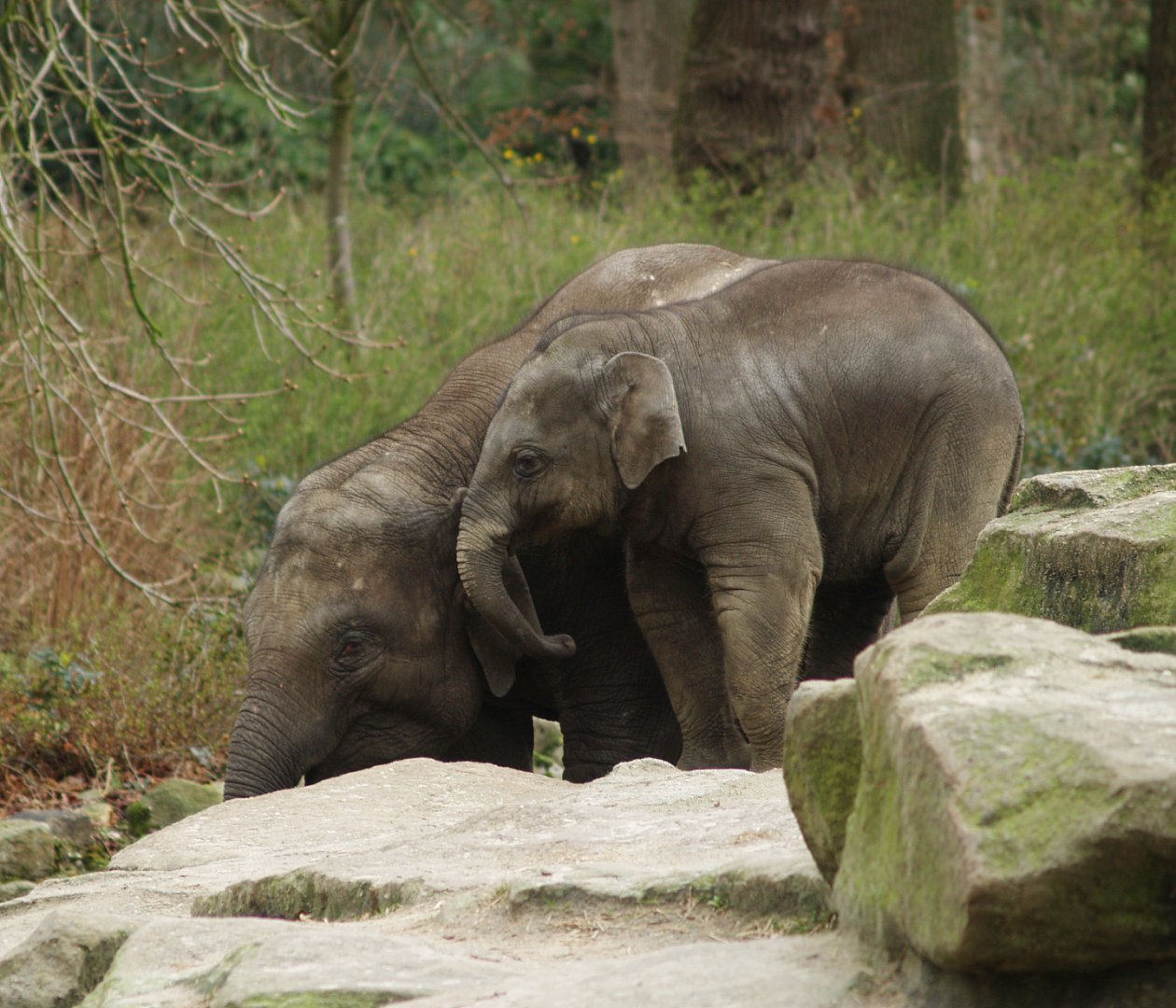Asian elephants (Elephas maximus), 2008-03-01