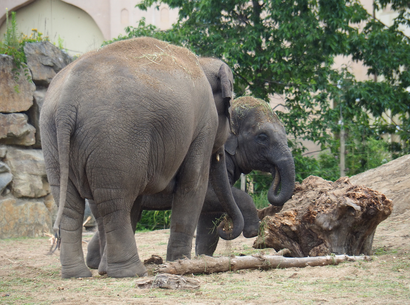 Asian elephants (Elephas maximus), 2020-07-14
