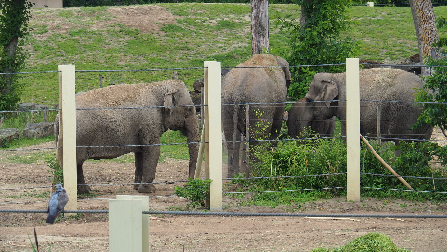 Asian elephants (Elephas maximus), 2020-07-14