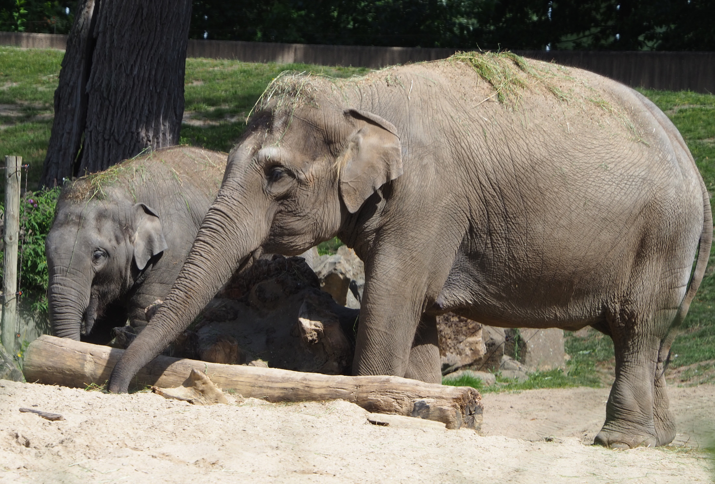 Asian elephants (Elephas maximus), 2020-07-21