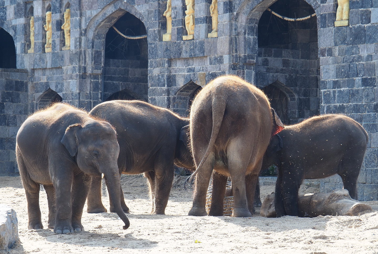 Asian elephants (Elephas maximus), 2020-09-02