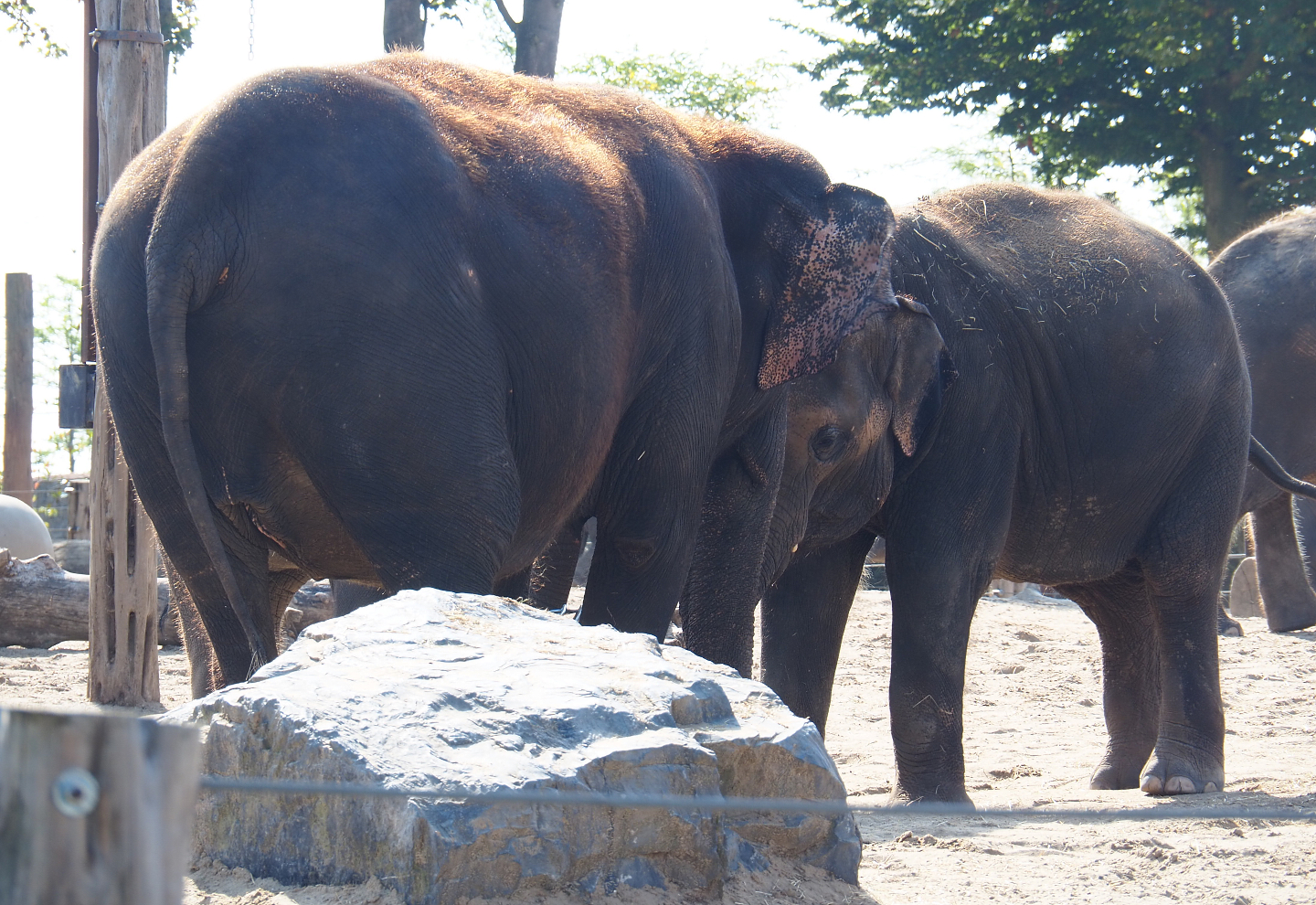Asian elephants (Elephas maximus), 2020-09-02