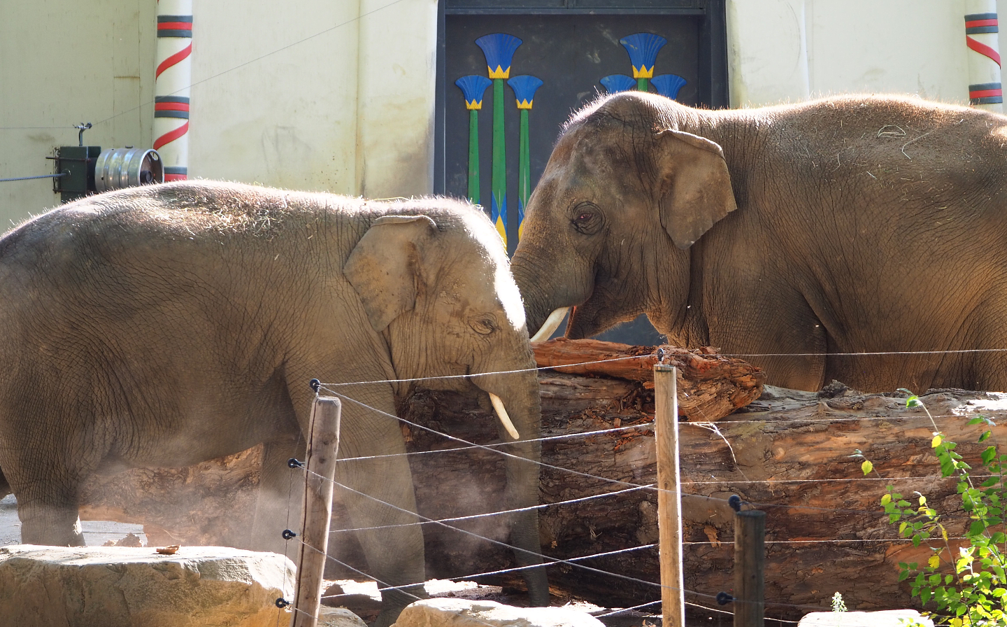 Asian elephants (Elephas maximus), 2020-09-20