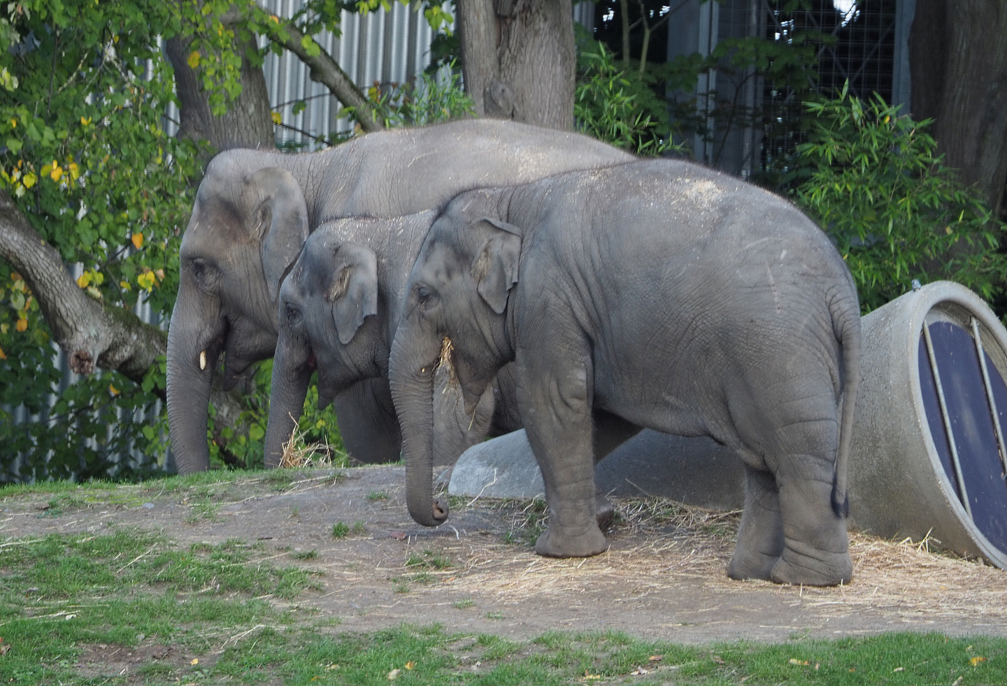 Asian elephants (Elephas maximus), 2020-10-10
