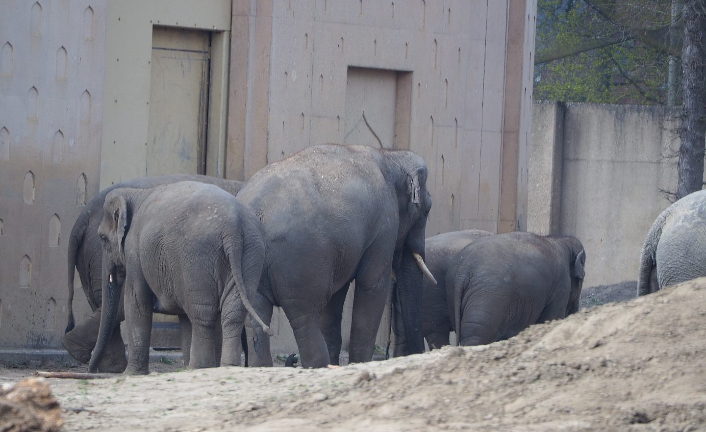 Asian elephants (Elephas maximus), 2021-04-20