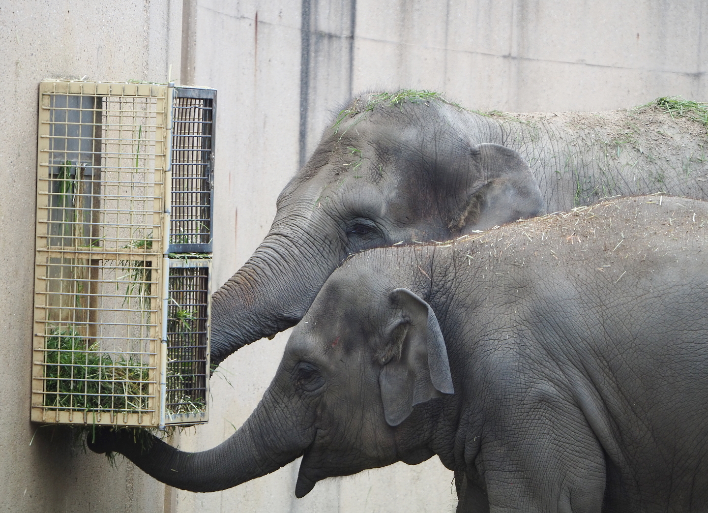 Asian elephants (Elephas maximus), 2021-07-03