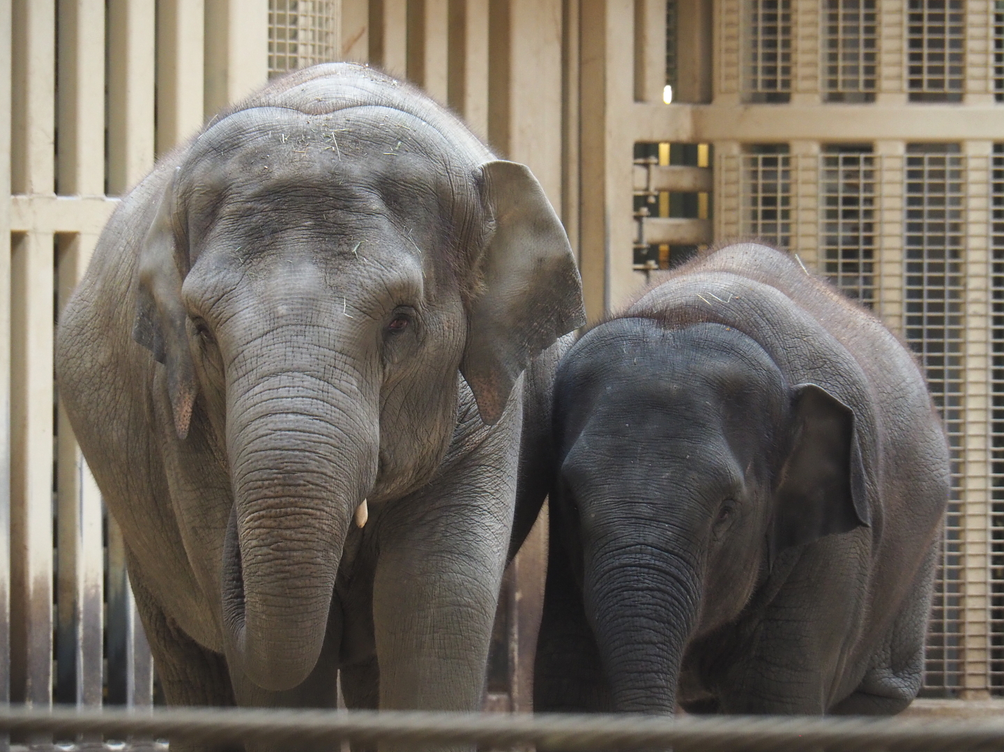 Asian elephants (Elephas maximus), 2021-07-20