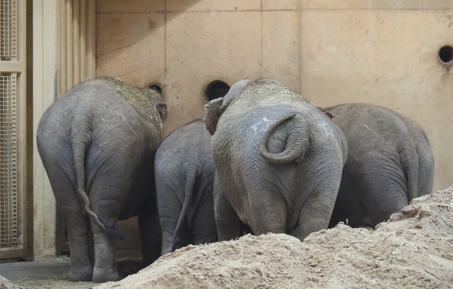 Asian elephants (Elephas maximus), 2021-10-10