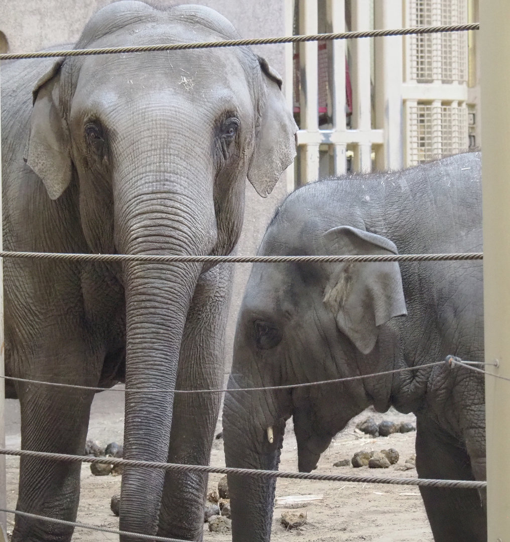 Asian elephants (Elephas maximus), 2022-01-30