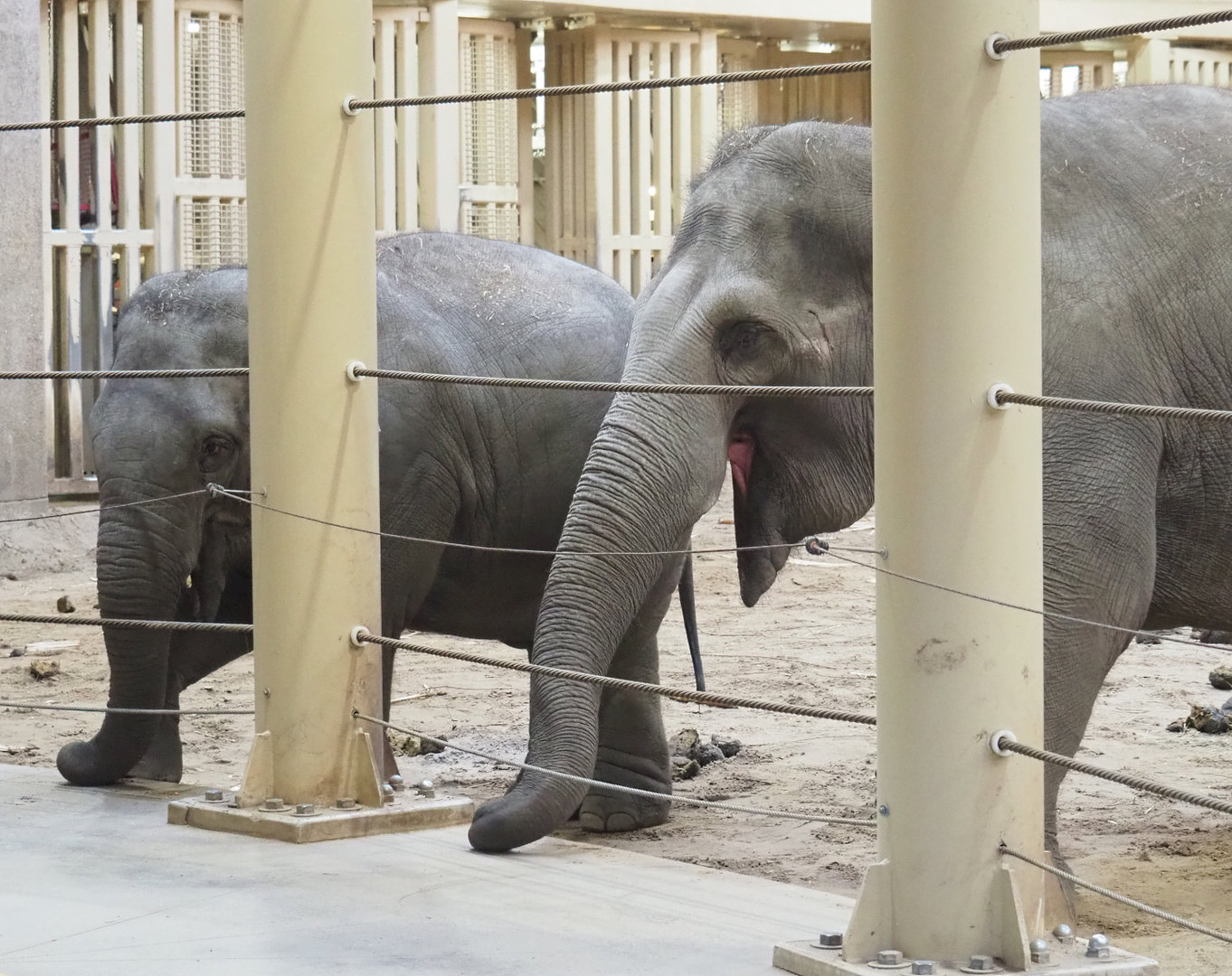 Asian elephants (Elephas maximus), 2022-01-30