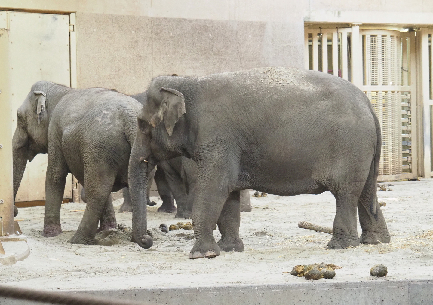 Asian elephants (Elephas maximus), 2022-02-12