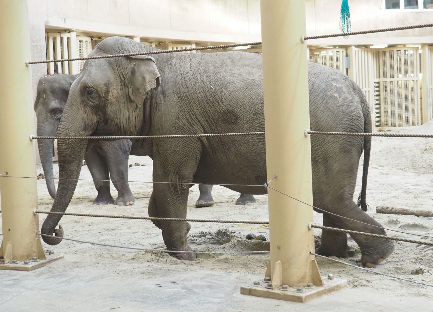 Asian elephants (Elephas maximus), 2022-02-12