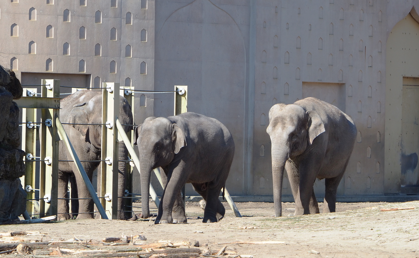 Asian elephants (Elephas maximus), 2022-03-08