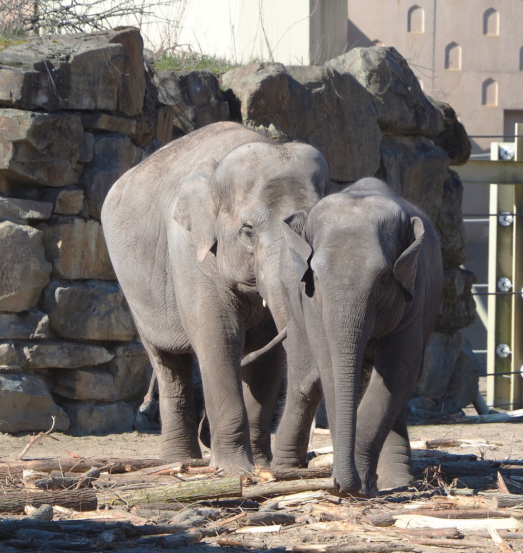 Asian elephants (Elephas maximus), 2022-03-08