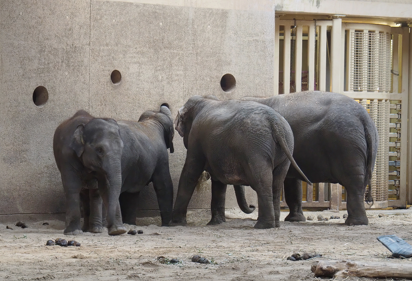 Asian elephants (Elephas maximus), 2022-07-03