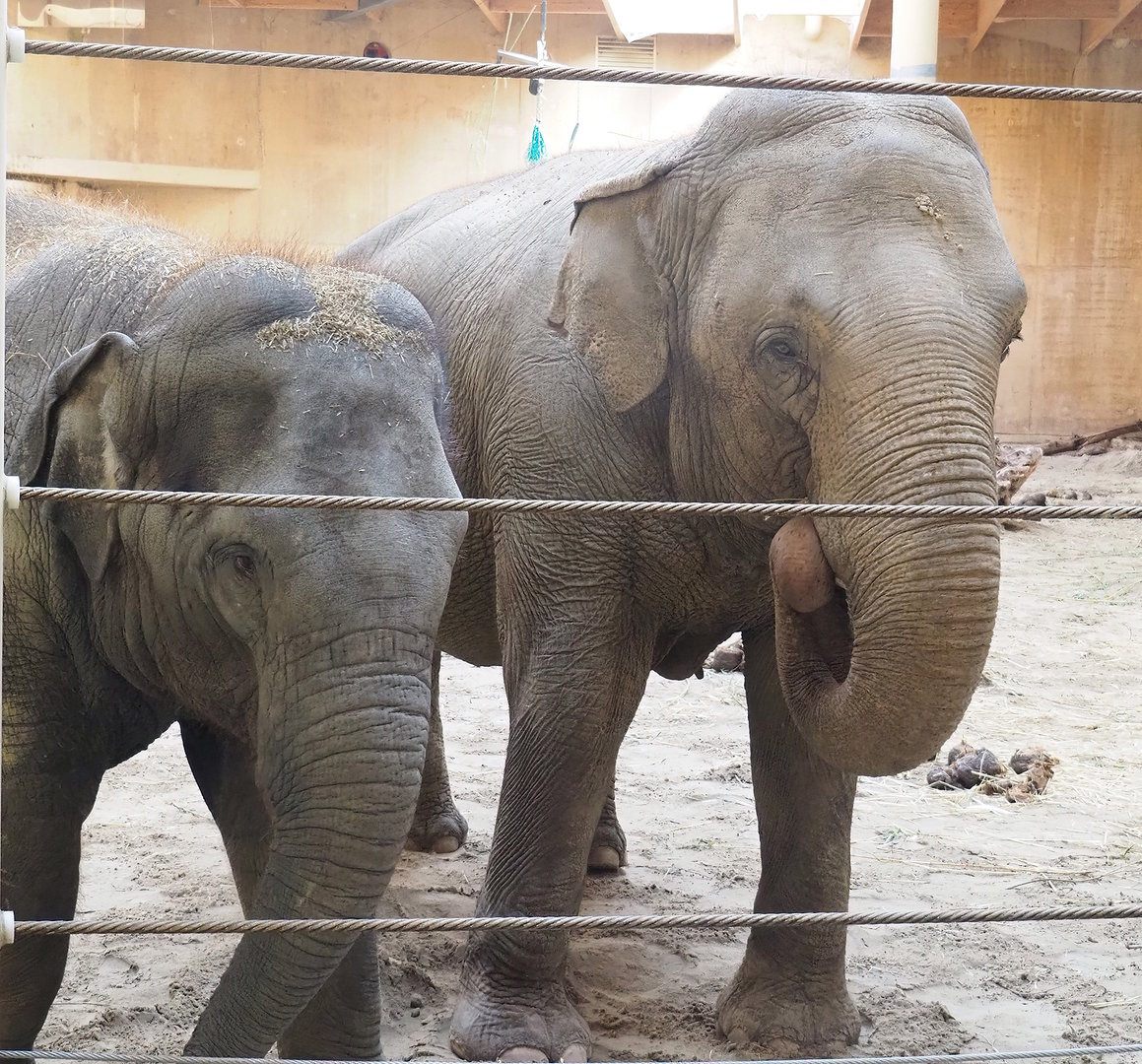 Asian elephants (Elephas maximus), 2022-09-12