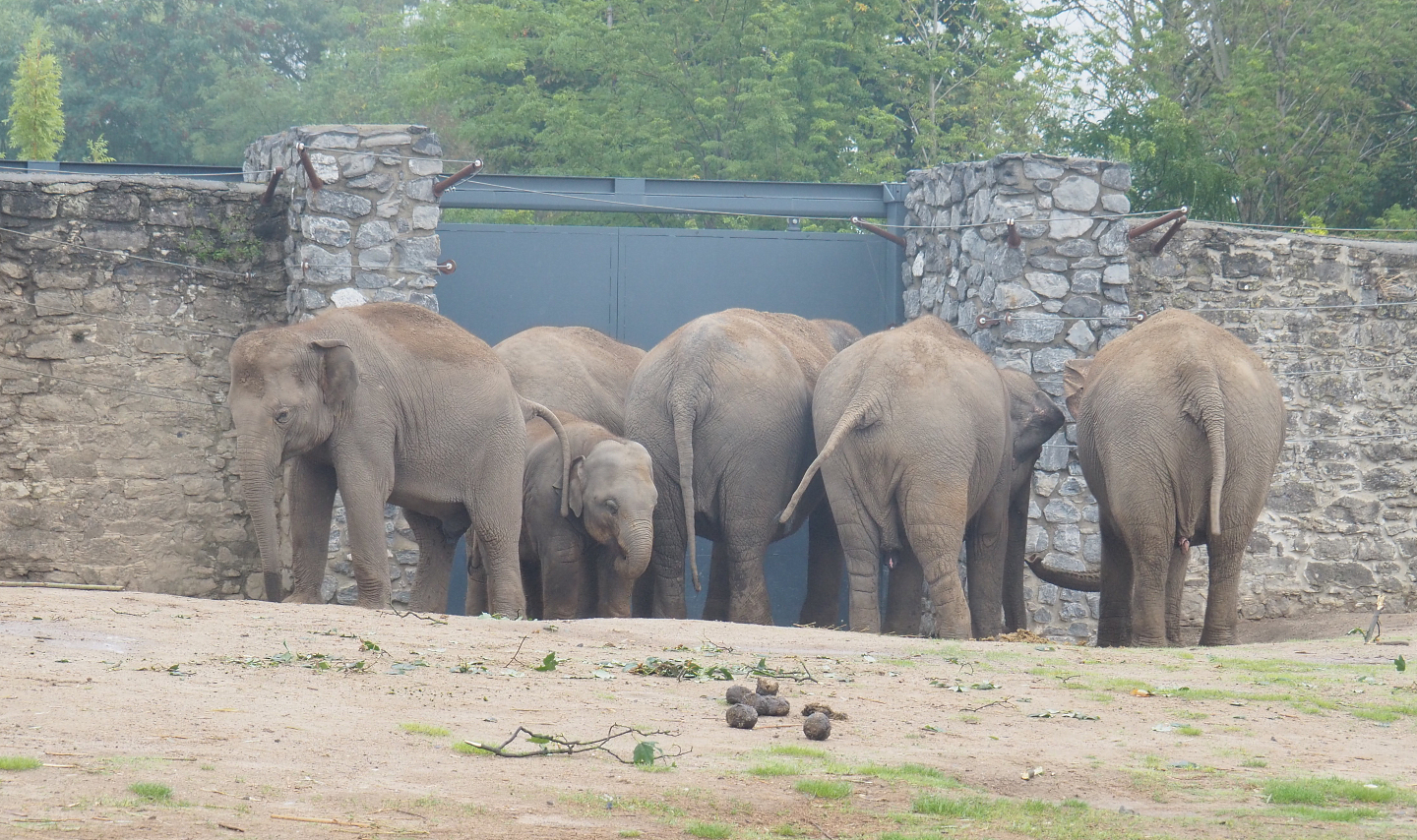 Asian elephants (Elephas maximus), 2022-09-14