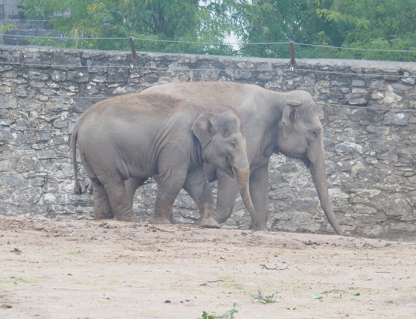 Asian elephants (Elephas maximus), 2022-09-14