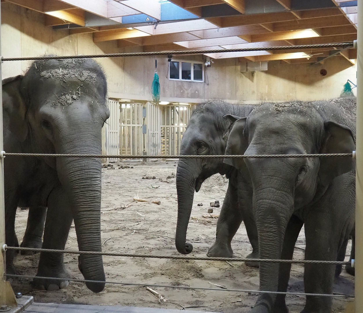 Asian elephants (Elephas maximus), 2022-12-27