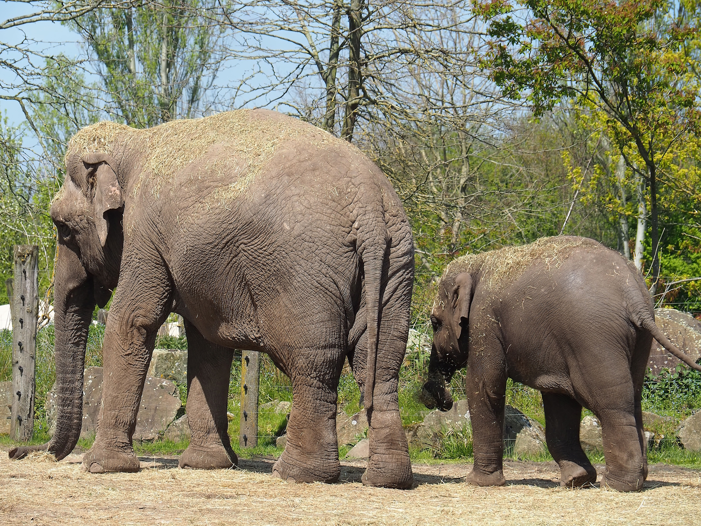 Asian elephants (Elephas maximus), 2023-04-30