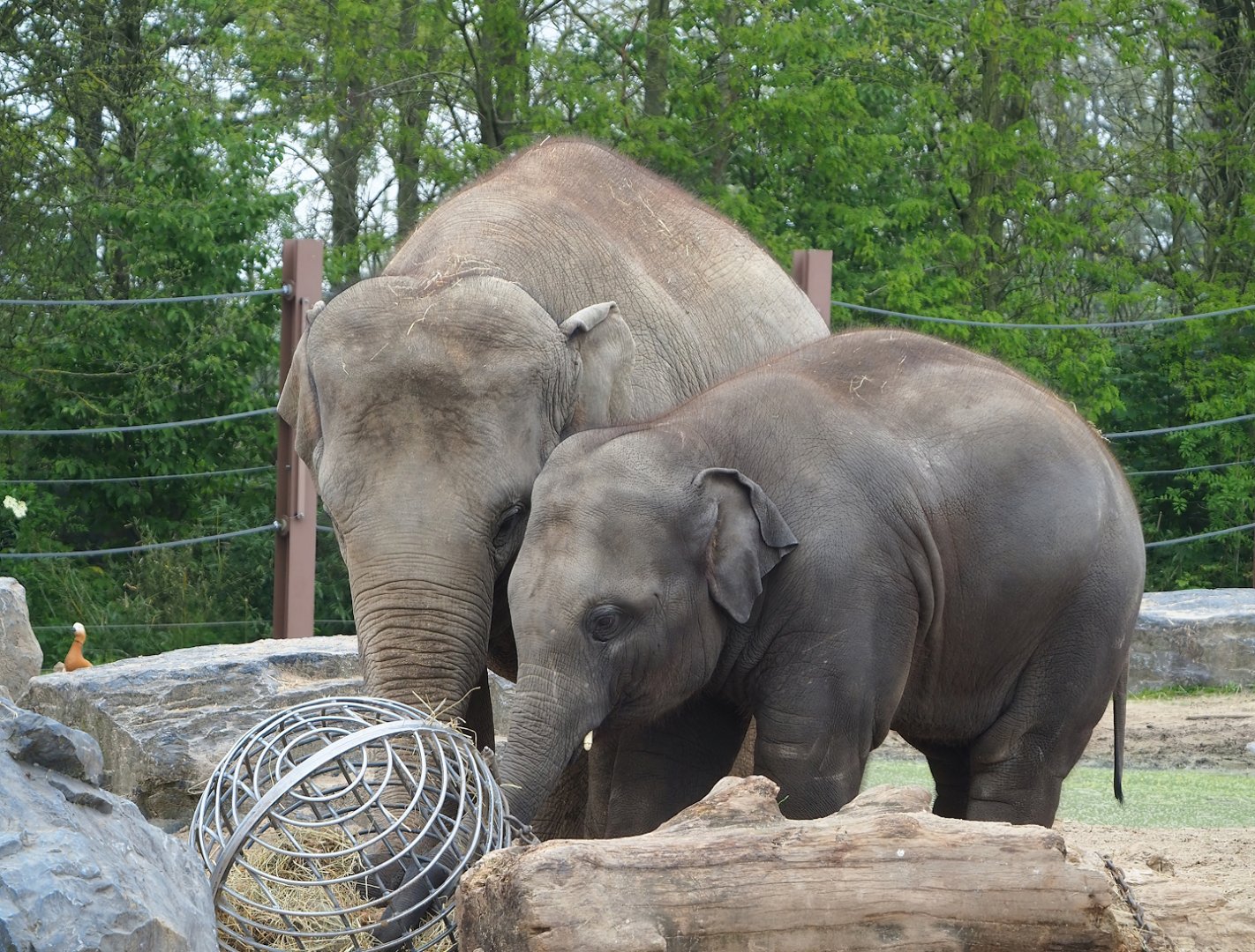 Asian elephants (Elephas maximus), 2023-05-15