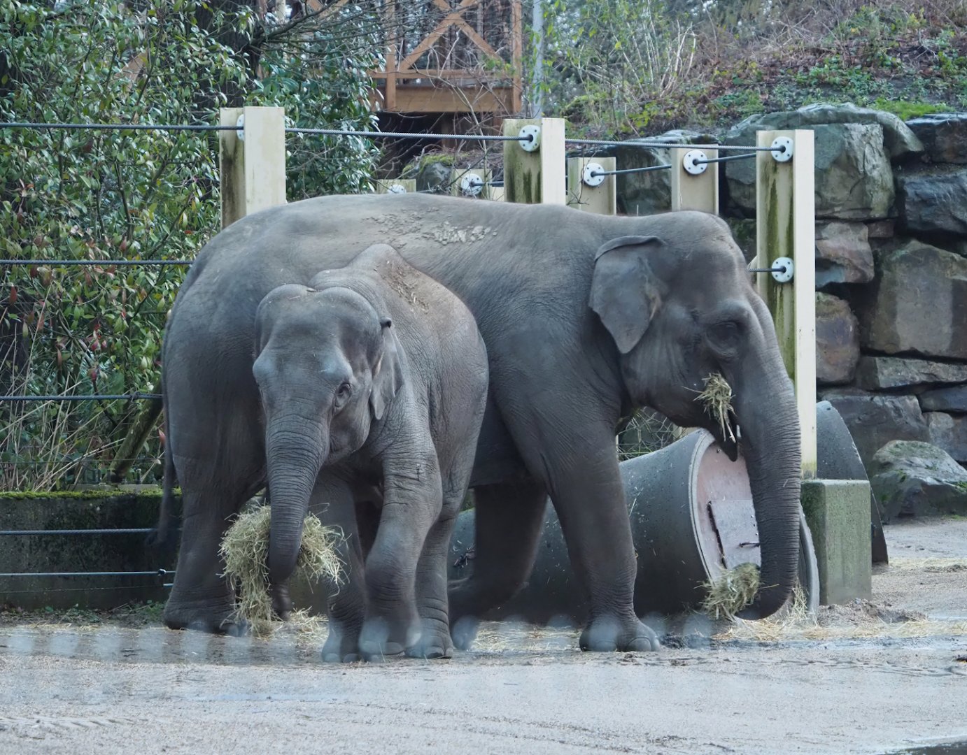 Asian elephants (Elephas maximus), 2024-01-01