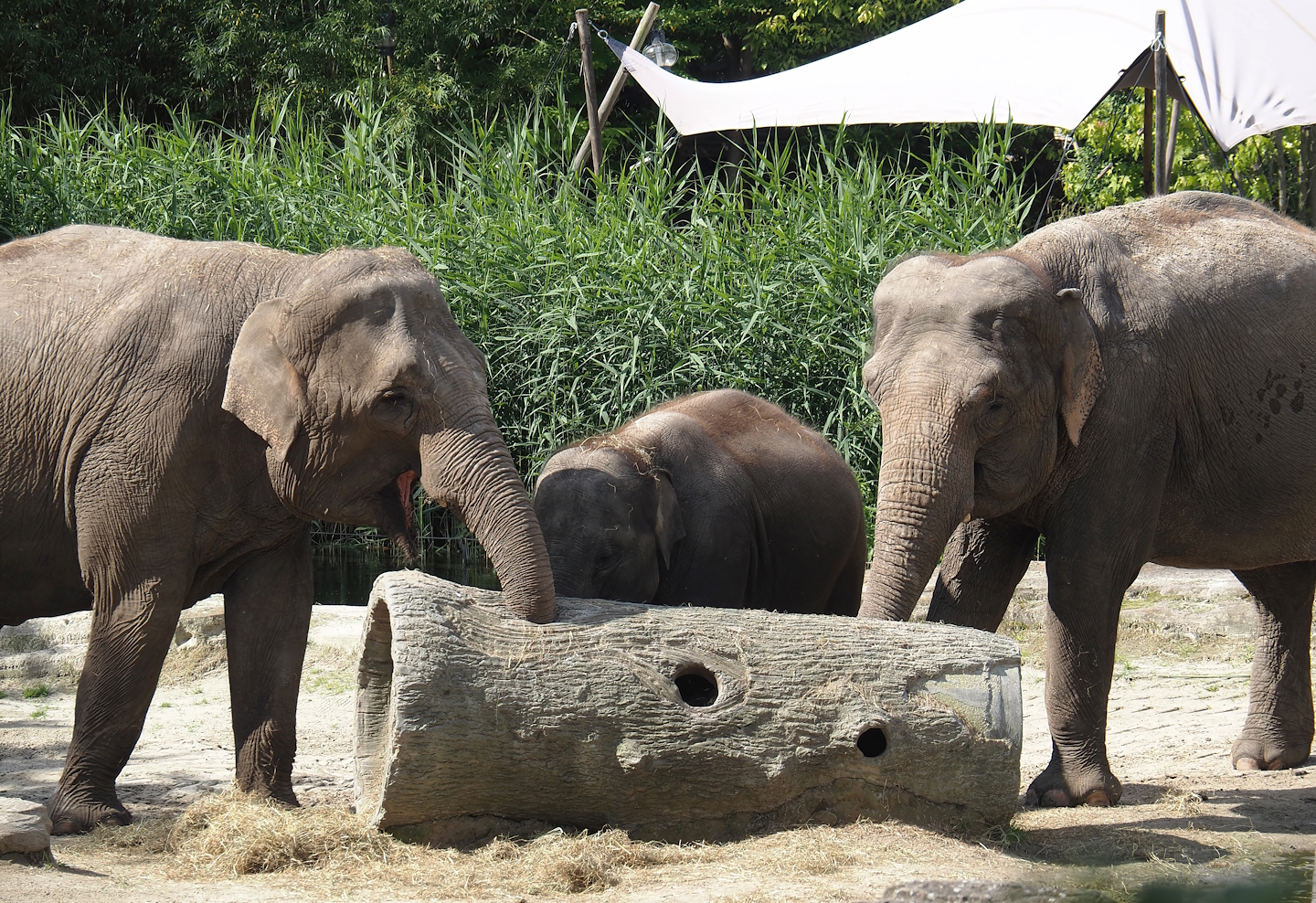 Asian elephants (Elephas maximus), 2024-06-23