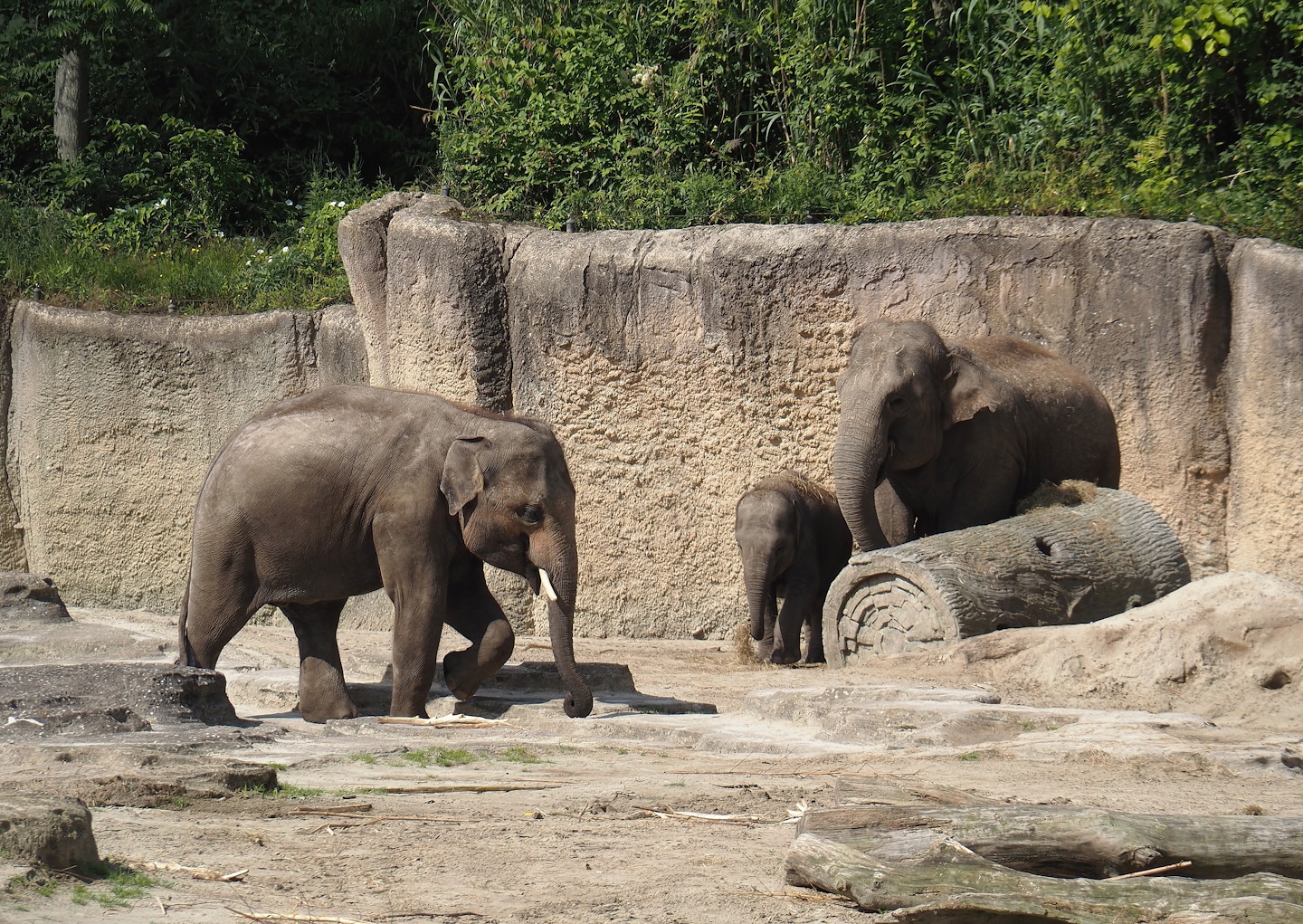 Asian elephants (Elephas maximus), 2024-06-23