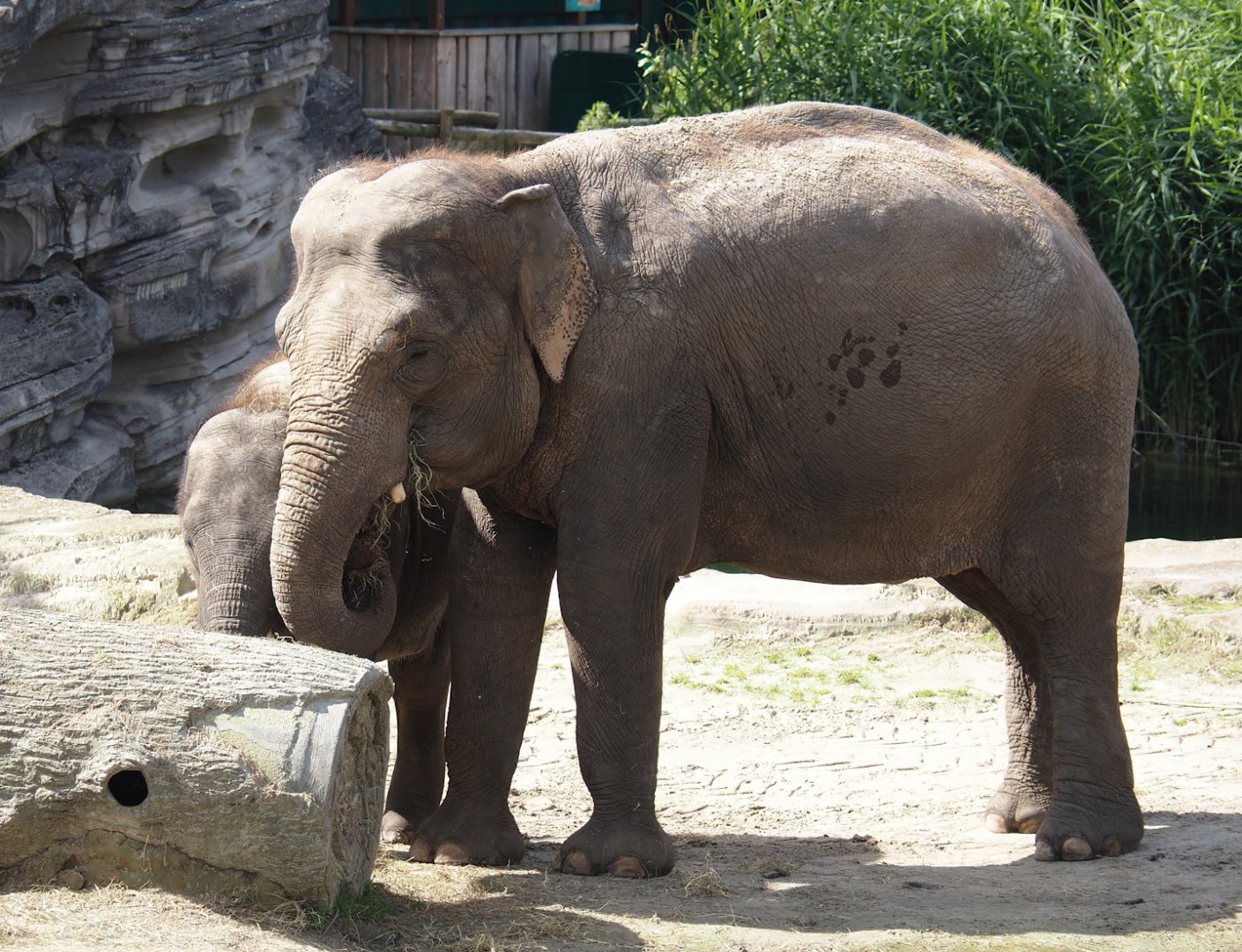 Asian elephants (Elephas maximus), 2024-06-23