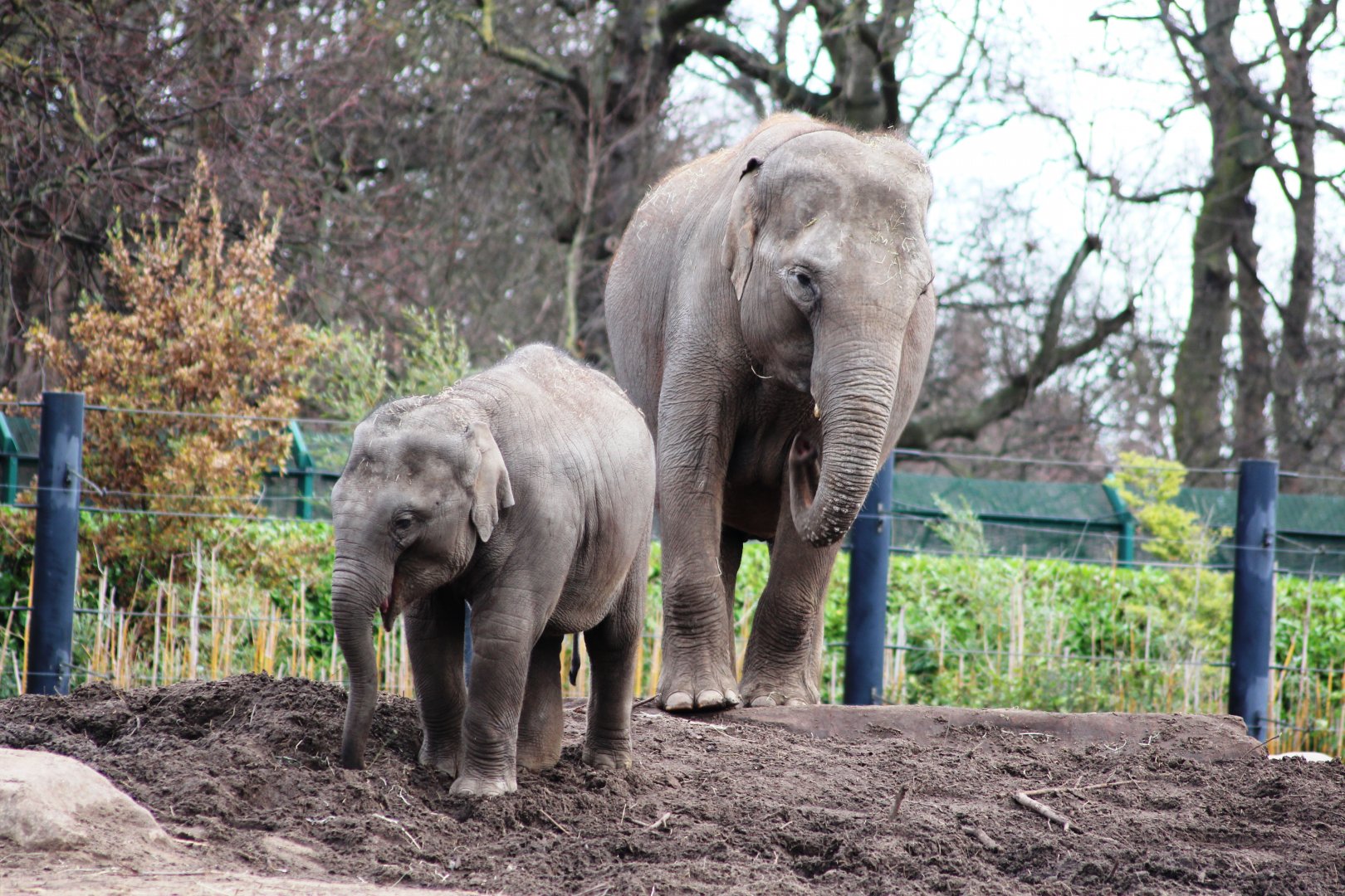 Asian elephants (Elephas maximus); 30th December 2018