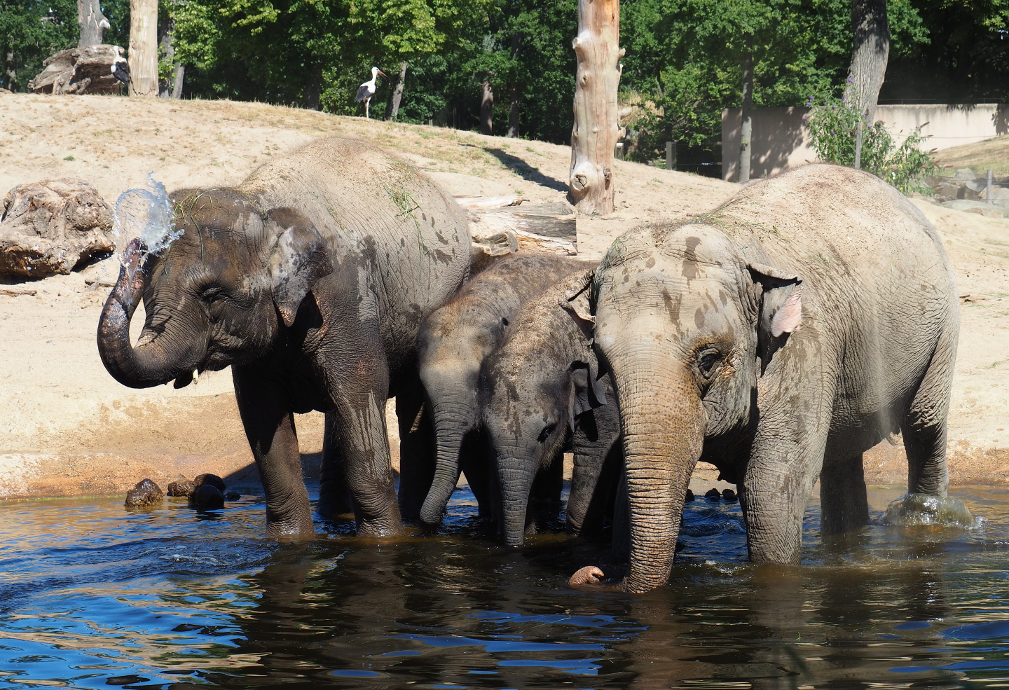 Asian elephants (Elephas maximus) at poolside, 2019-07-23