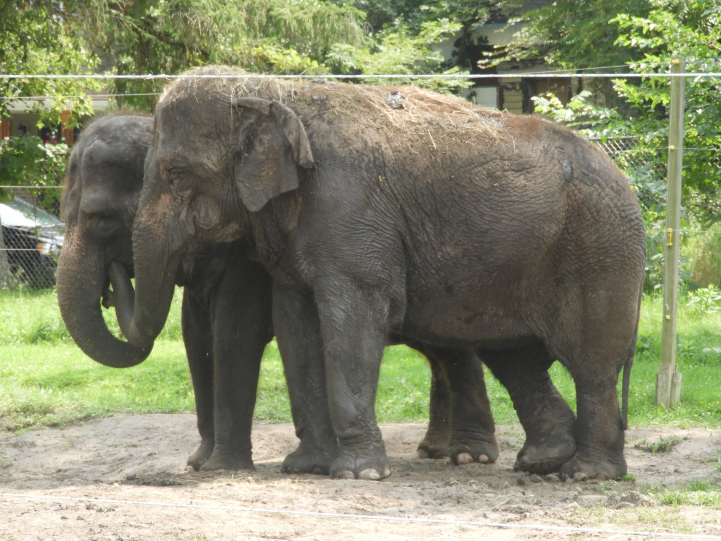Asian Elephants (Elephas maximus) - Circus World Museum