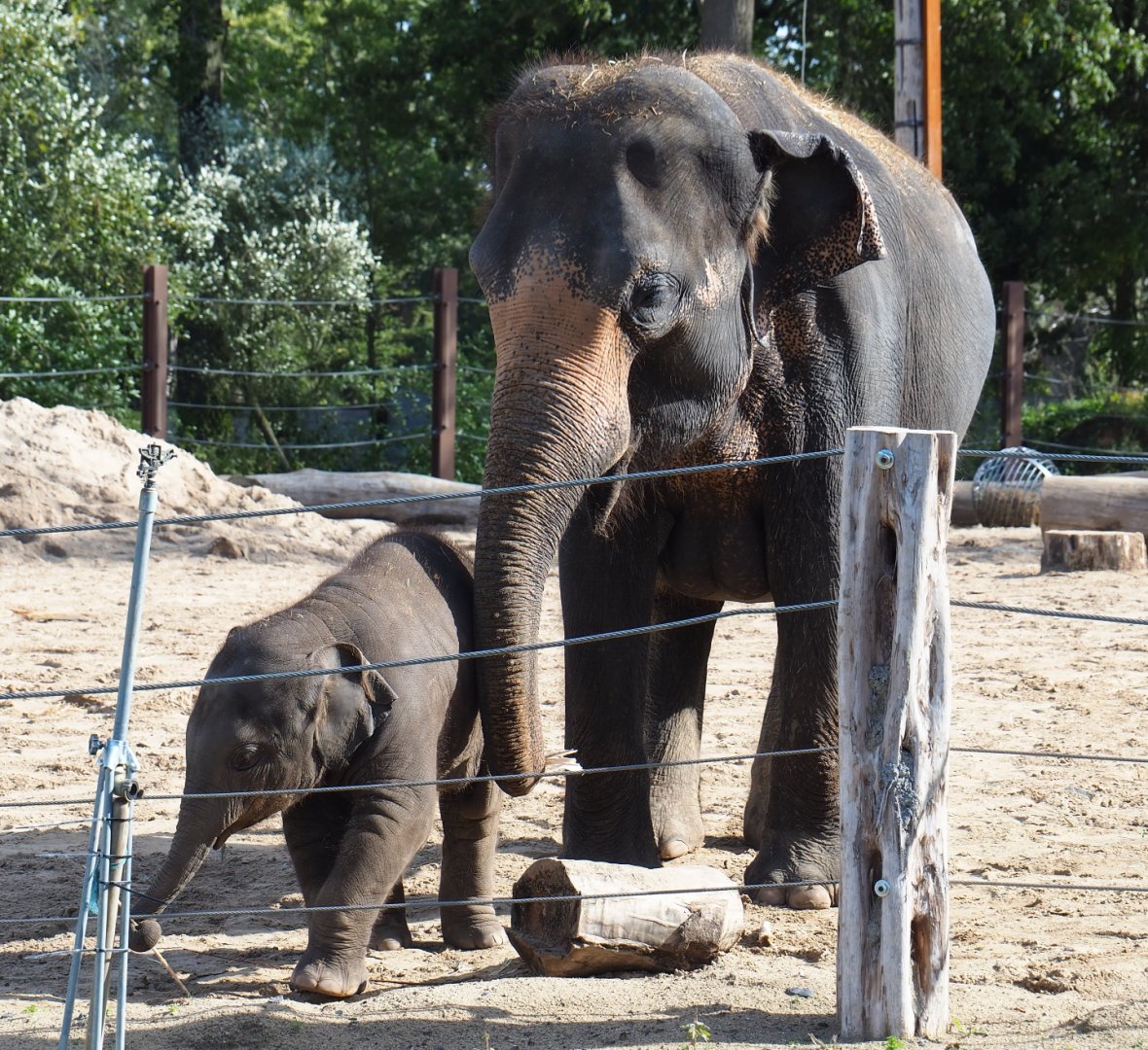 Asian elephants (Elephas maximus) Farina and Luna, 2019-10-04