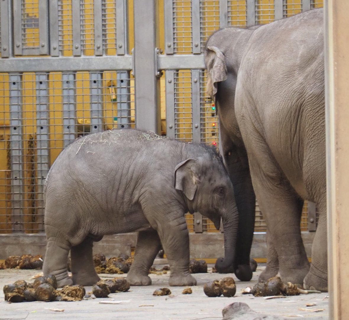 Asian elephants (Elephas maximus), Feb 16th, 2019