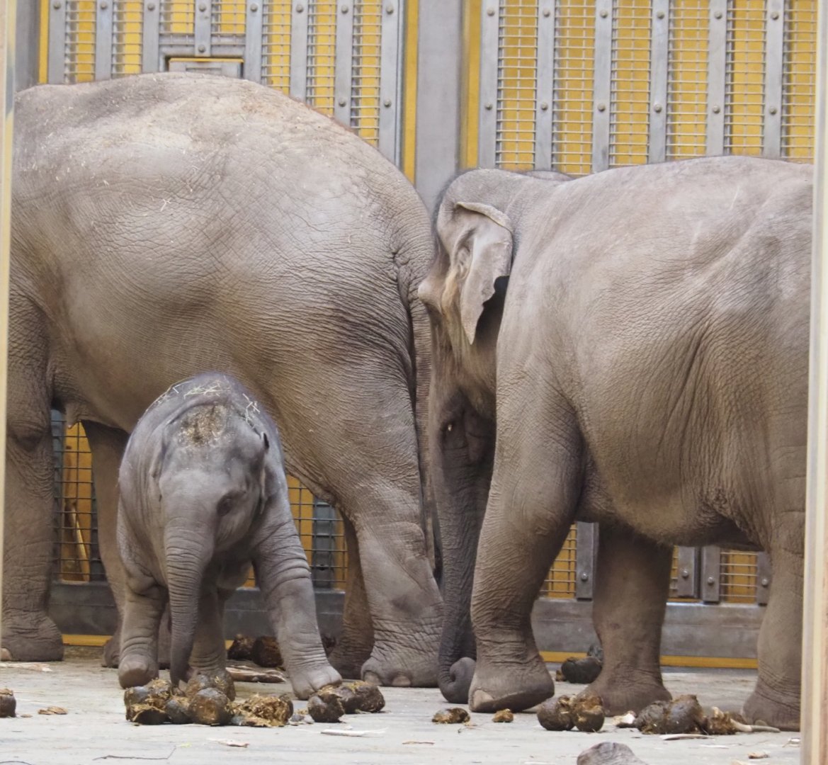 Asian elephants (Elephas maximus), Feb 16th, 2019