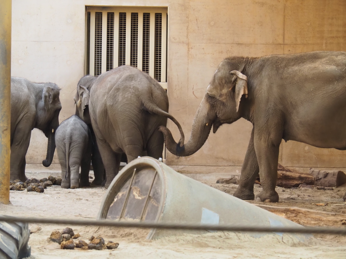 Asian elephants (Elephas maximus), Feb 16th, 2019