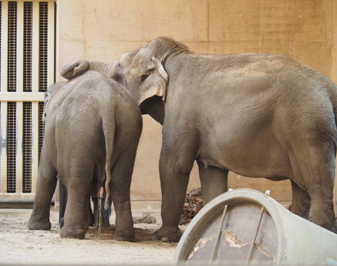 Asian elephants (Elephas maximus), Feb 16th, 2019