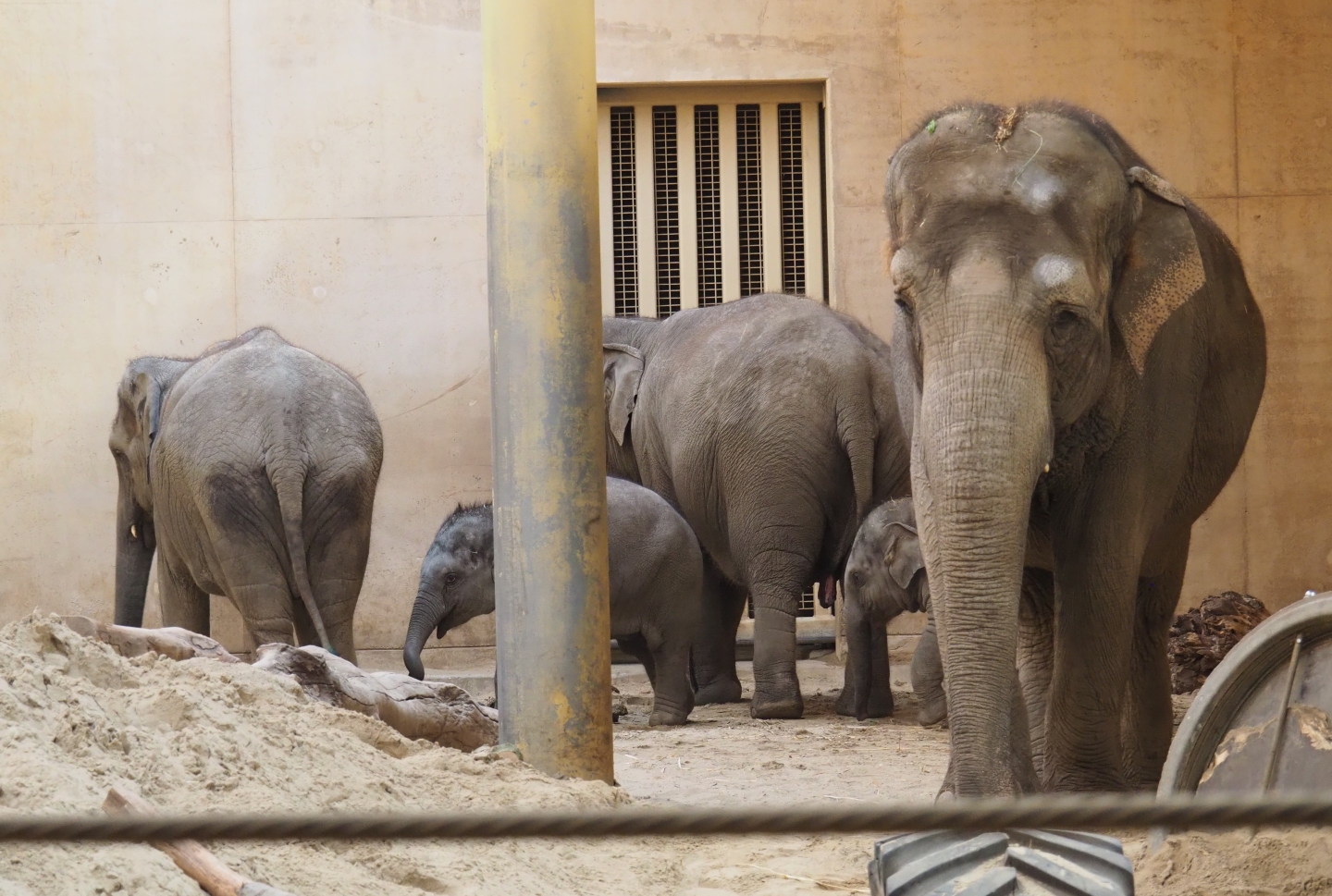 Asian elephants (Elephas maximus), Feb 16th, 2019