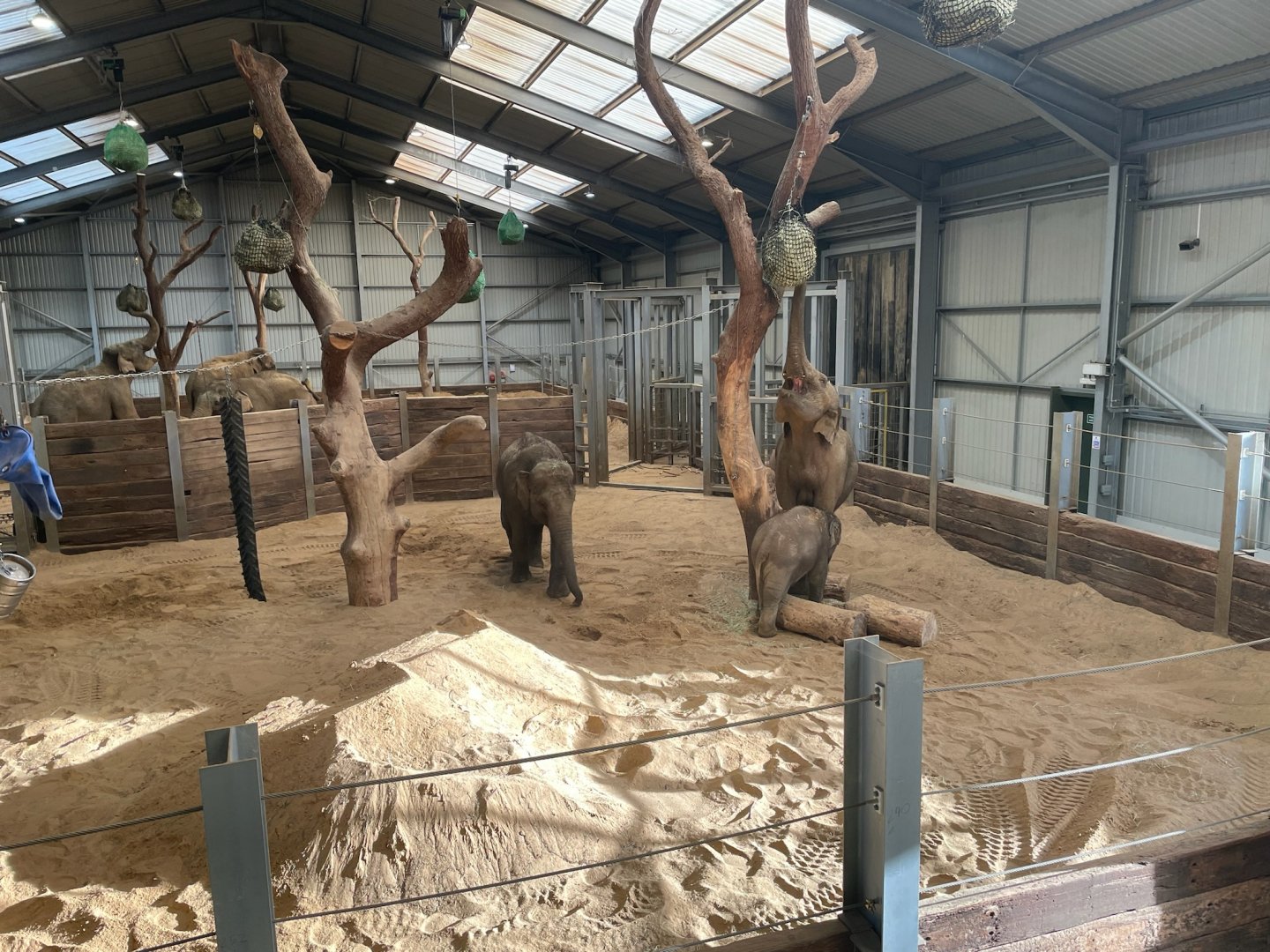 Asian Elephants, (Elephas maximus), feeding