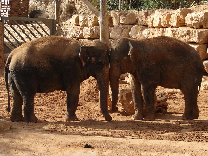 Asian Elephants / Elephas maximus (females Kwunjai (Tamar) and Piyanut (Mic