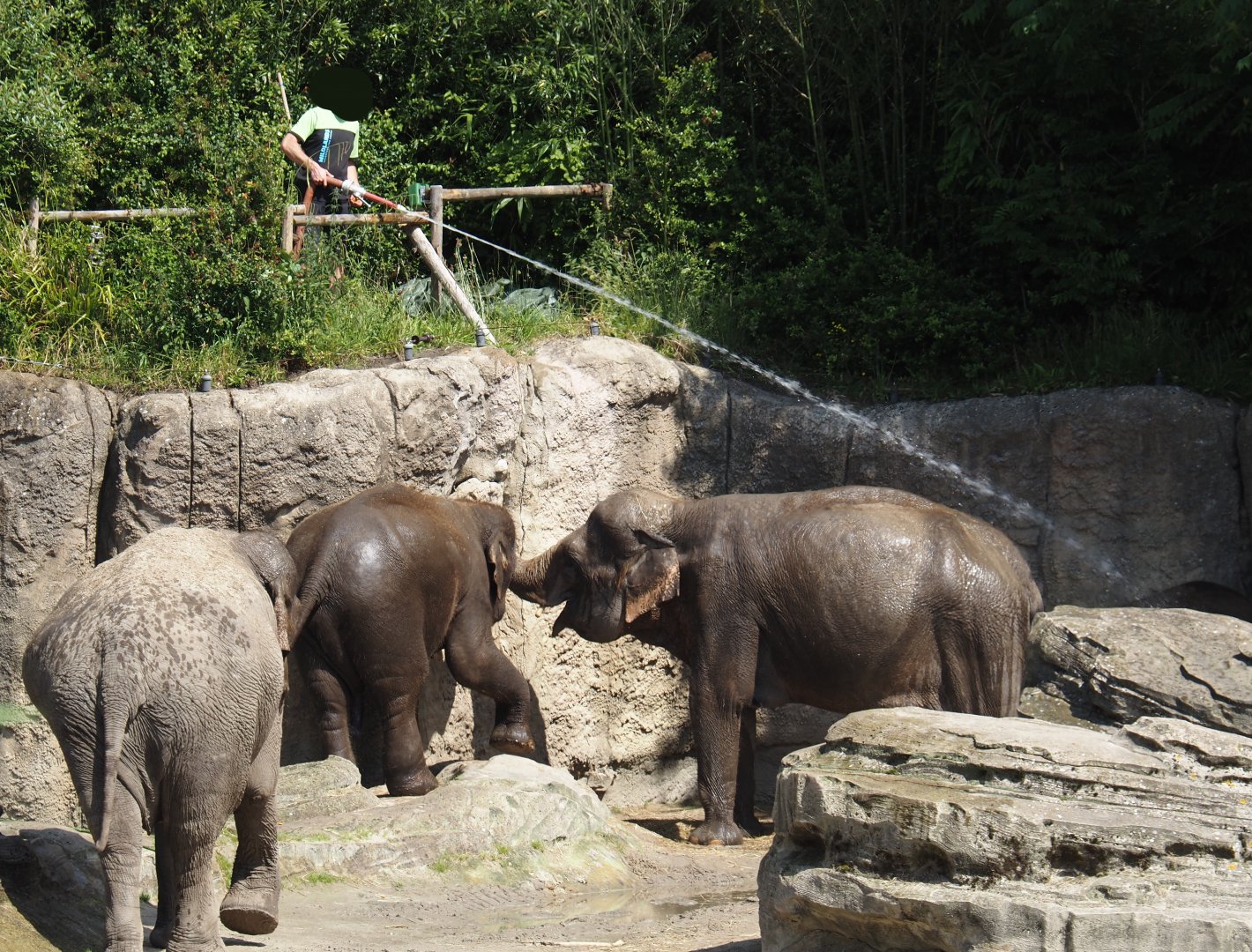Asian elephants (Elephas maximus) getting a shower, 2024-06-23