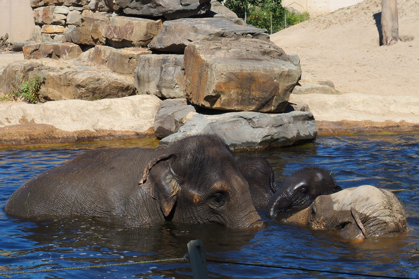 Asian elephants (Elephas maximus) in the pool, 2019-07-23