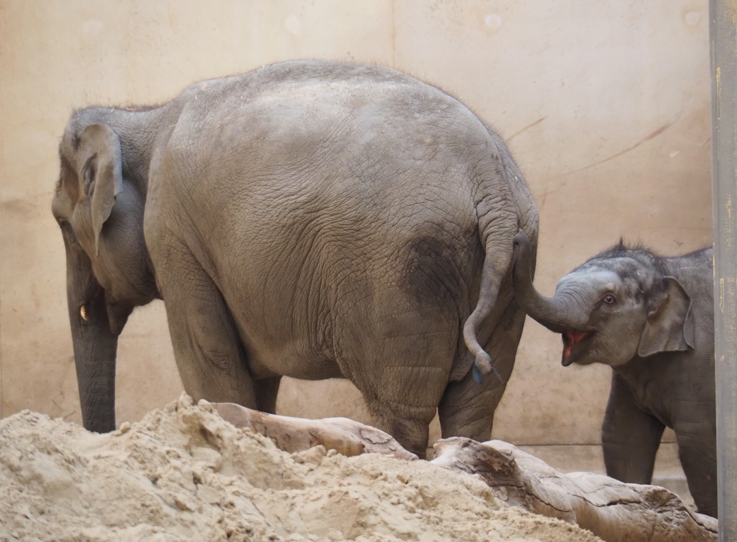 Asian elephants (Elephas maximus) Kai-Mook and Tun-Kai, Feb 16th, 2019