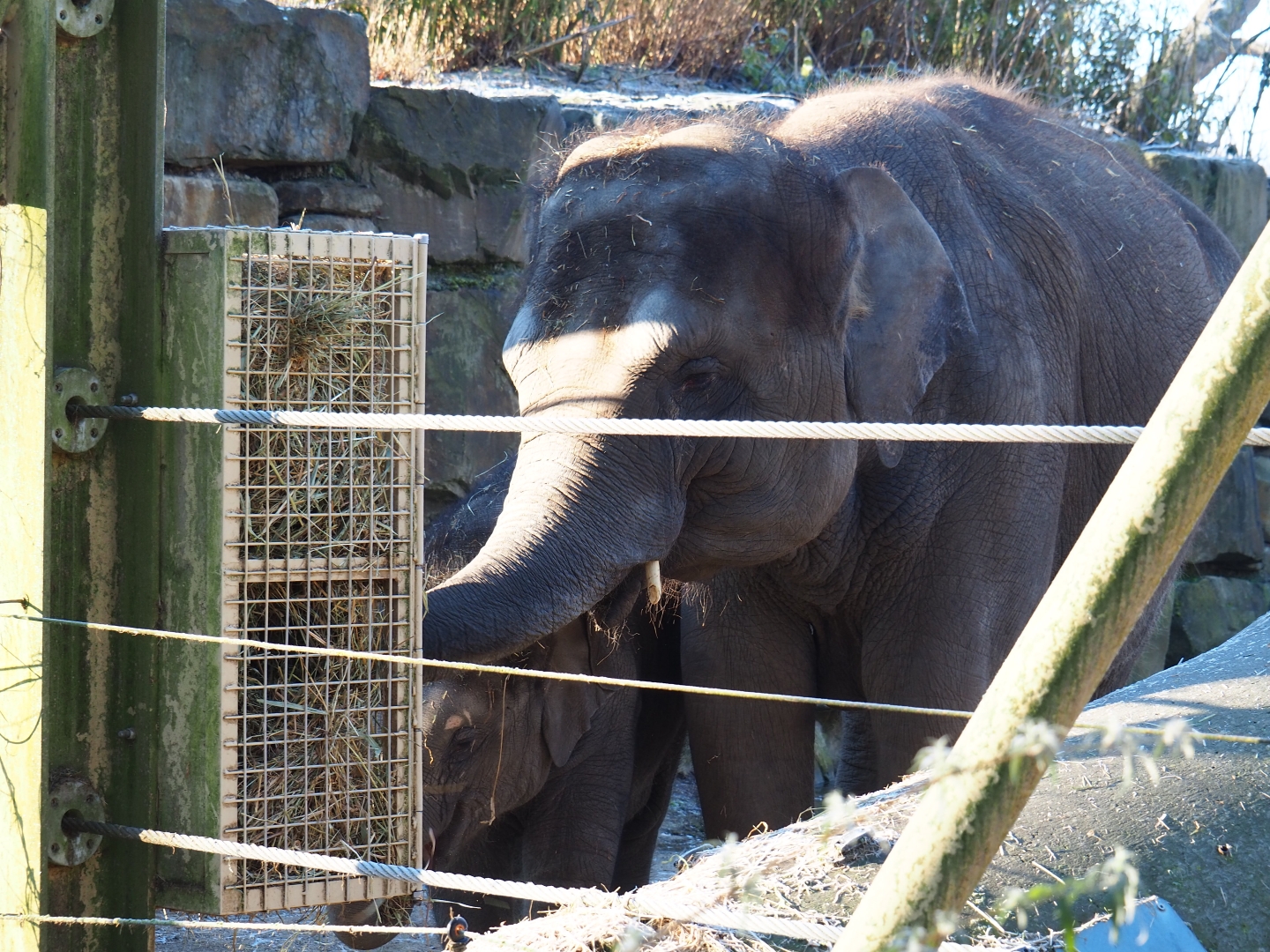 Asian elephants (Elephas maximus) Kai-Mook and Tun-Kai (Jan 20th, 2019)