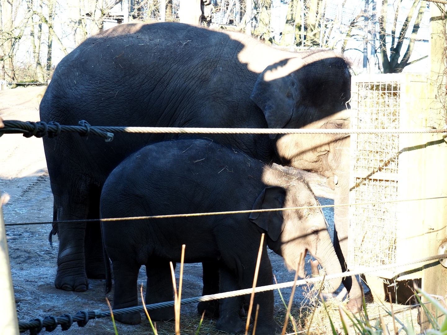 Asian elephants (Elephas maximus) Kai-Mook and Tun-Kai (Jan 20th, 2019)