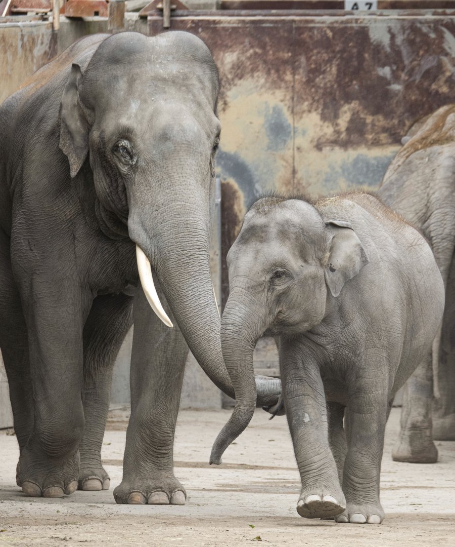 Asian elephants (Elephas maximus) "Ruwani" and "Thai"