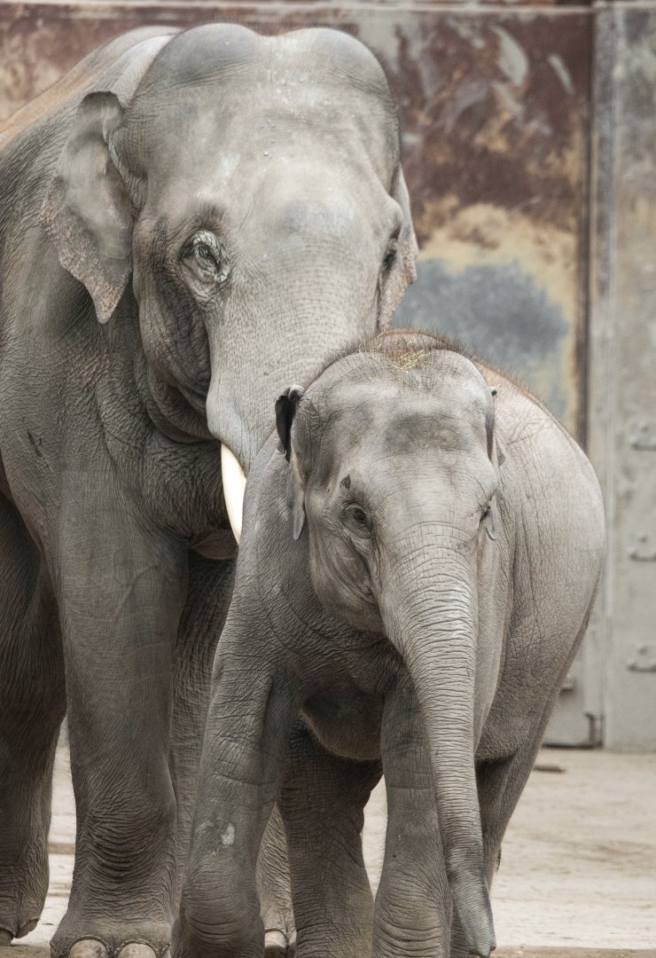 Asian elephants (Elephas maximus) "Ruwani" and "Thai"