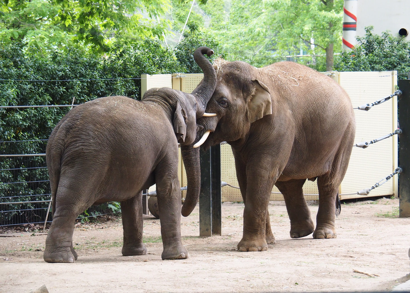 Asian elephants (Elephas maximus) Sam and Assam, 2020-05-24