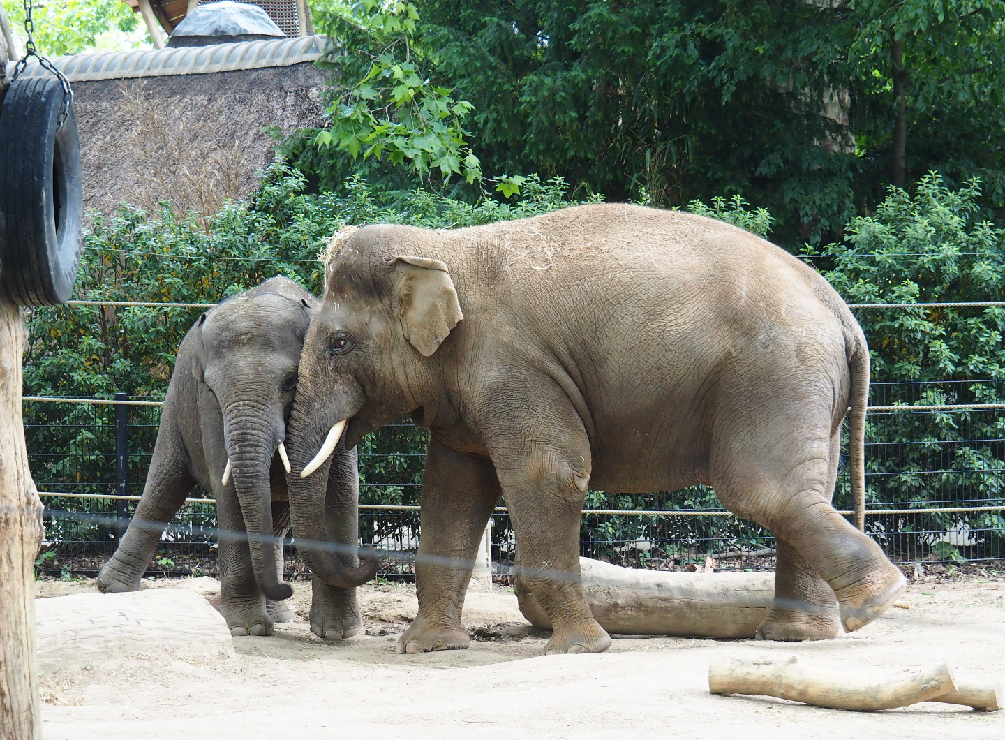 Asian elephants (Elephas maximus) Sam and Assam, 2020-05-24